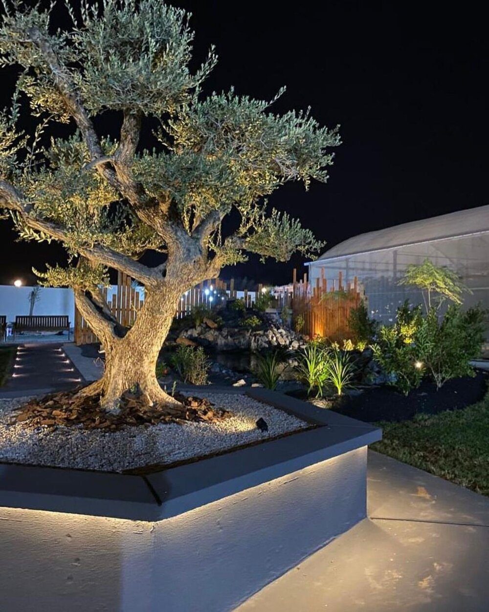 Illuminated olive tree in a raised gravel bed at night with warm ground lighting.