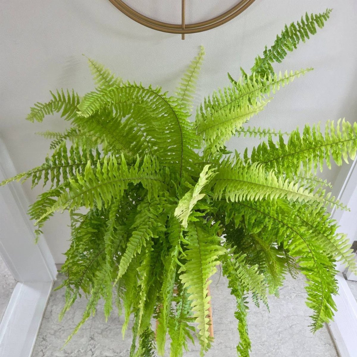 11 Low-Maintenance Plants for Rooms With No Natural Light 10 Lush green Boston fern plant in a pot against a white wall