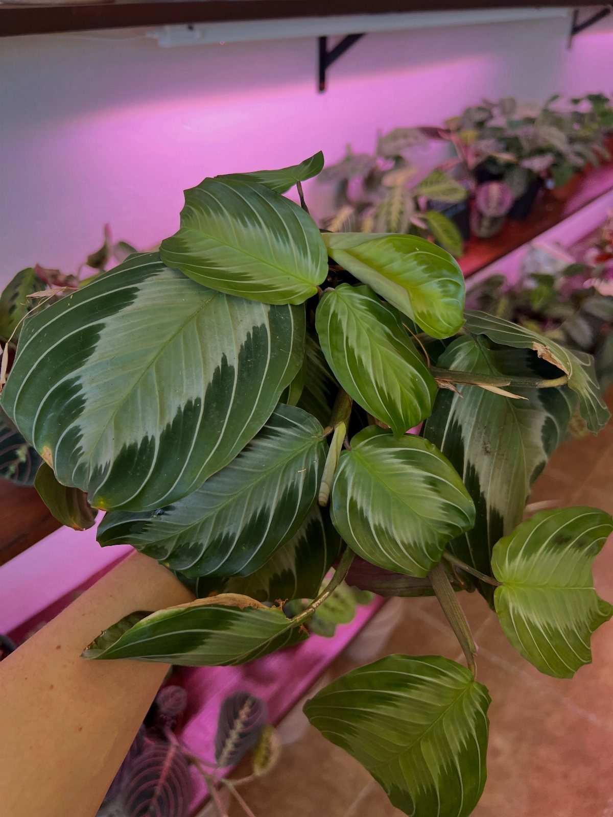 11 Low-Maintenance Plants for Rooms With No Natural Light 9 Calathea plant with striped green leaves under pink indoor grow lights on a shelf.
