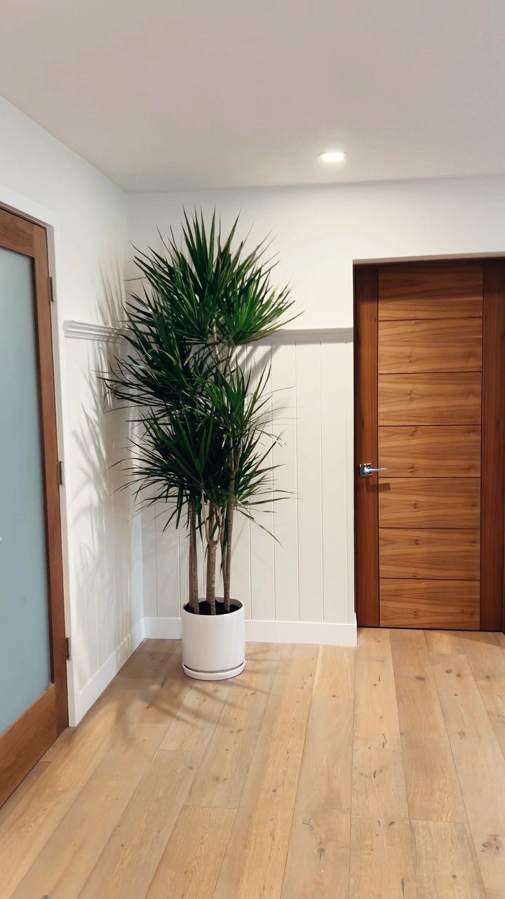 11 Low-Maintenance Plants for Rooms With No Natural Light 5 Tall Dracaena plant with spiky green foliage in a white pot indoors.