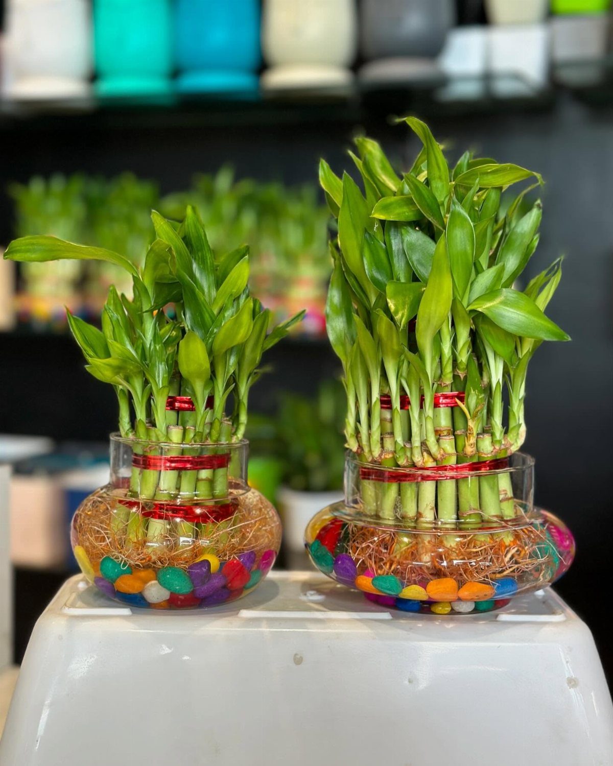 11 Low-Maintenance Plants for Rooms With No Natural Light 6 Lucky bamboo plants growing in glass bowls with colorful pebbles and water.