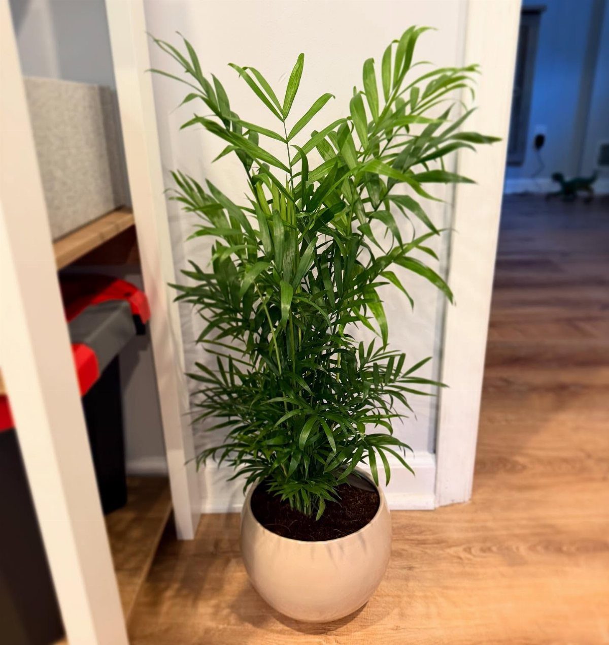 11 Low-Maintenance Plants for Rooms With No Natural Light 7 Parlor palm plant in a cream ceramic pot on a wooden floor.