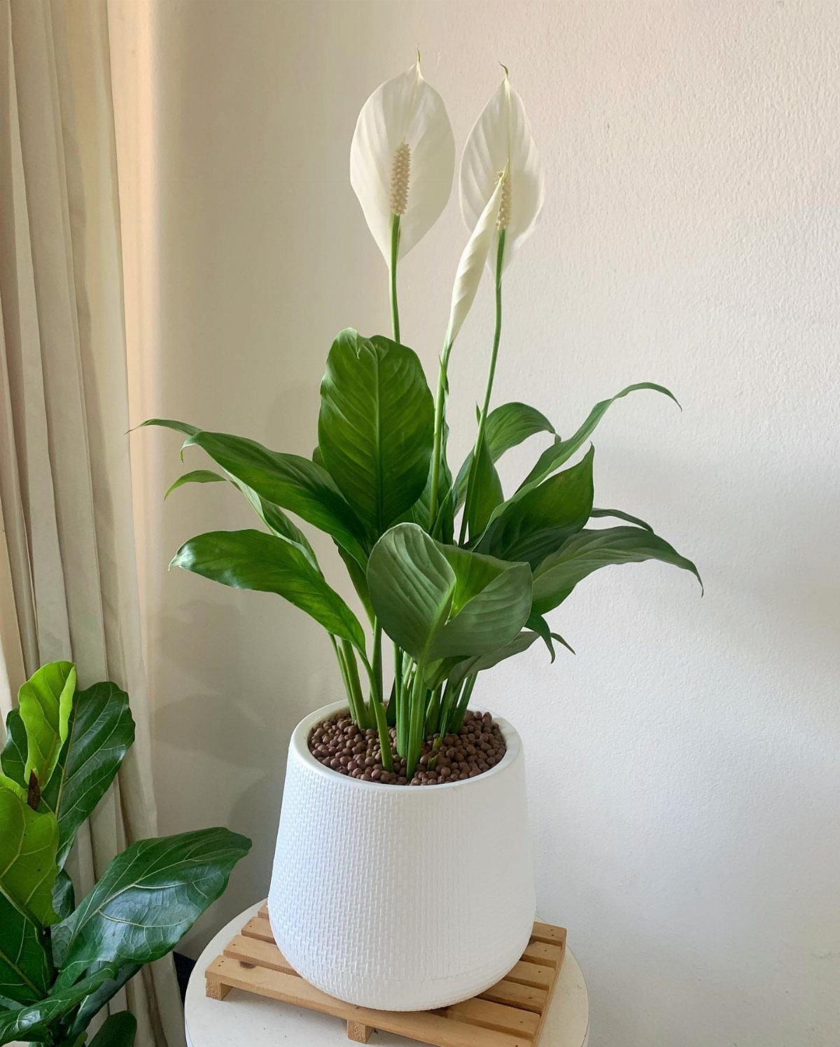 11 Low-Maintenance Plants for Rooms With No Natural Light 3 Peace lily with white flowers in a white pot on a wooden stand.