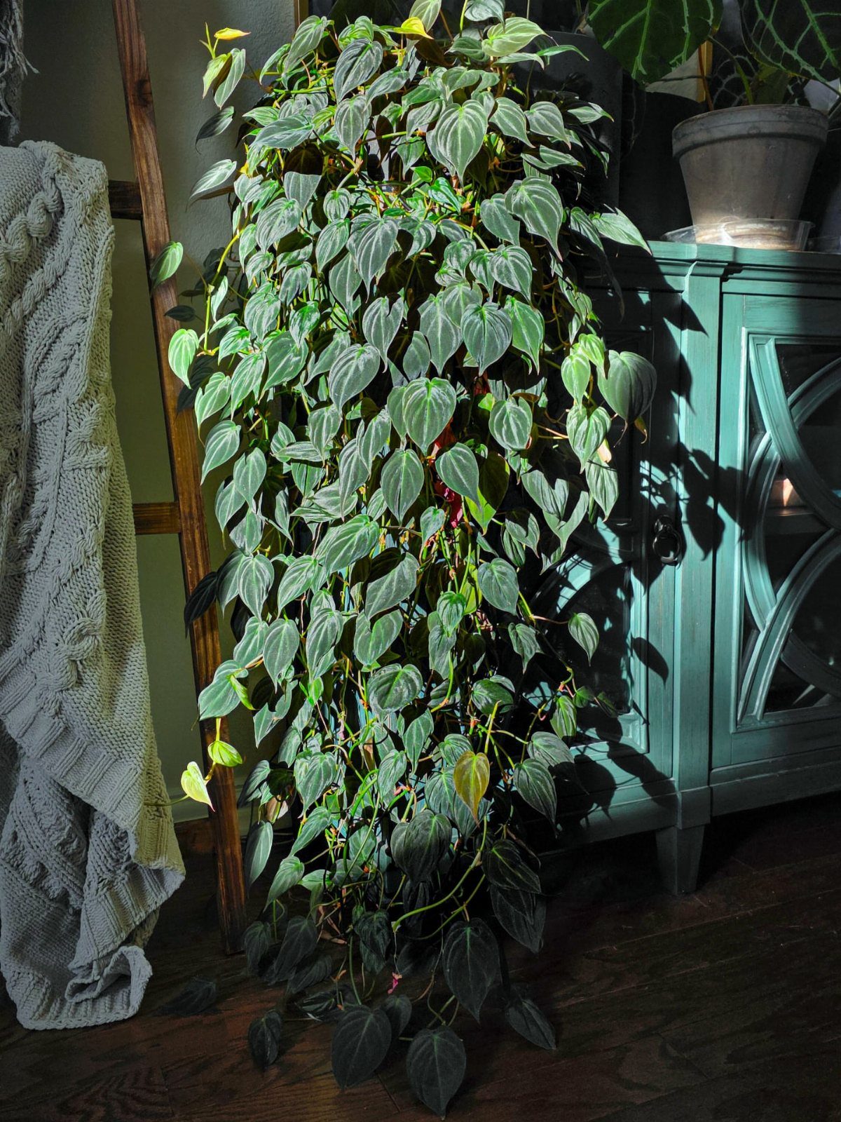 11 Low-Maintenance Plants for Rooms With No Natural Light 8 Trailing Philodendron vine with heart-shaped leaves cascading beside a teal wooden cabinet.