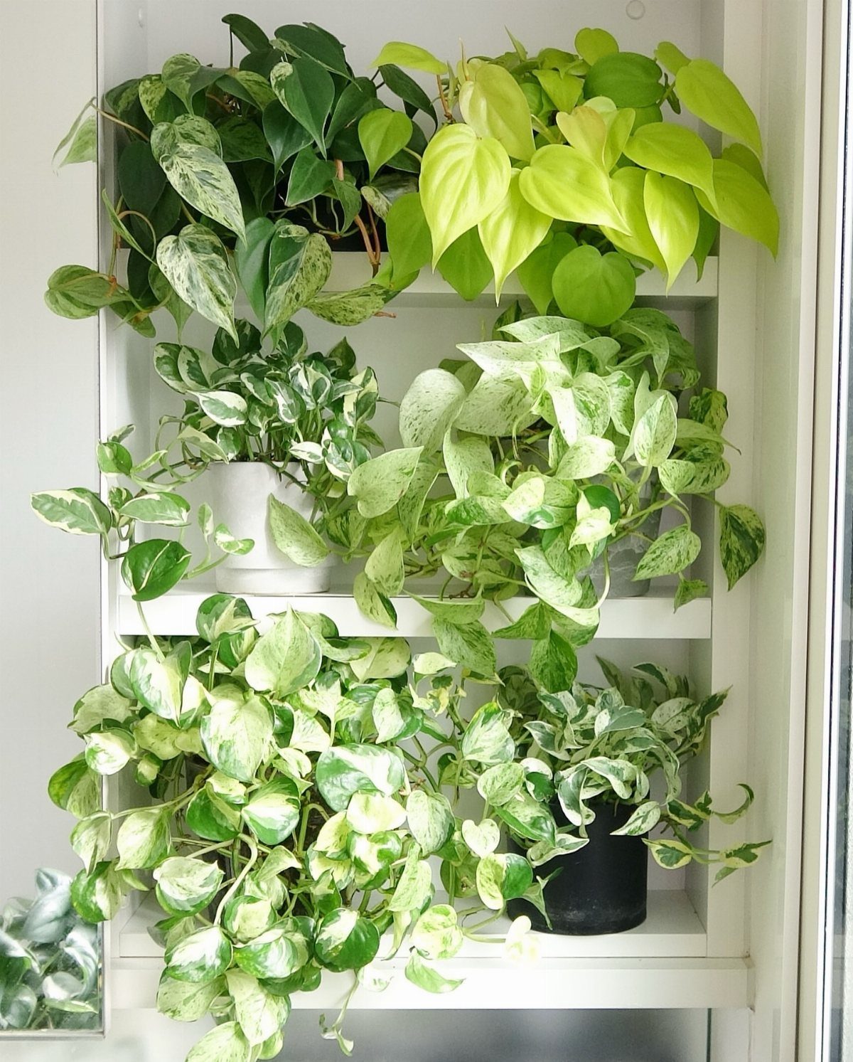 11 Low-Maintenance Plants for Rooms With No Natural Light 2 Trailing heart-leaved philodendron and pothos plants arranged on white interior shelves.
