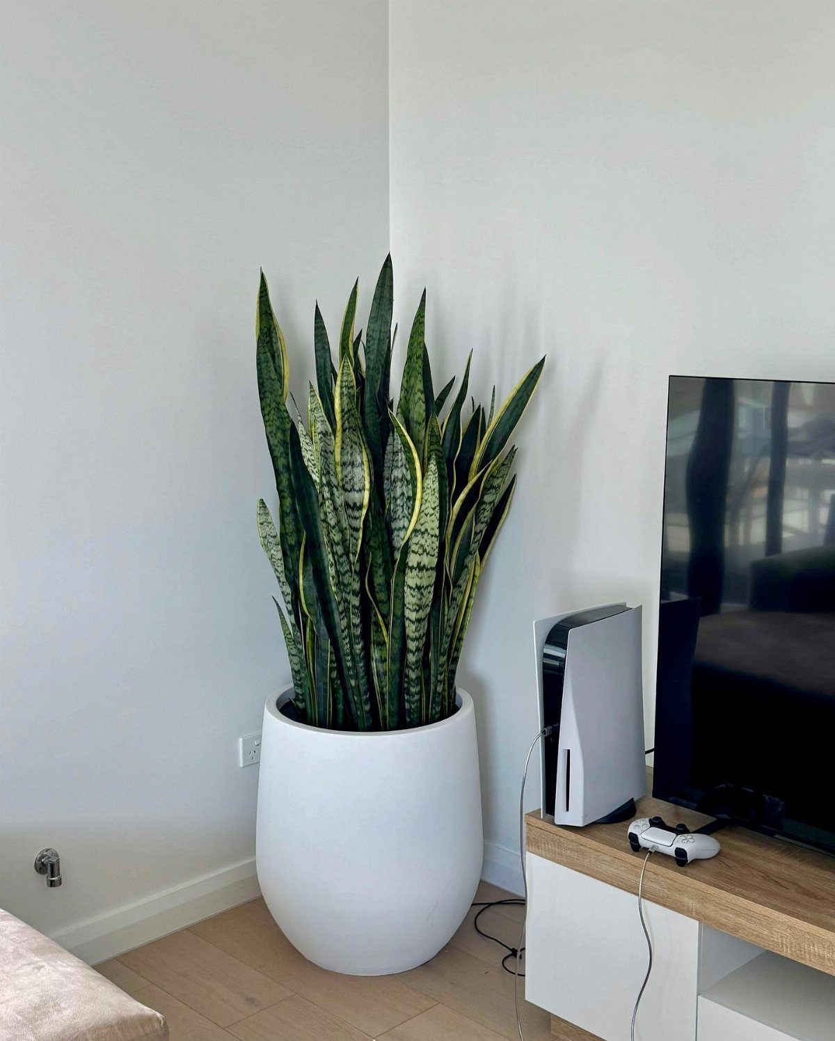 11 Low-Maintenance Plants for Rooms With No Natural Light 1 Snake plant with variegated leaves in a white pot in a room corner.