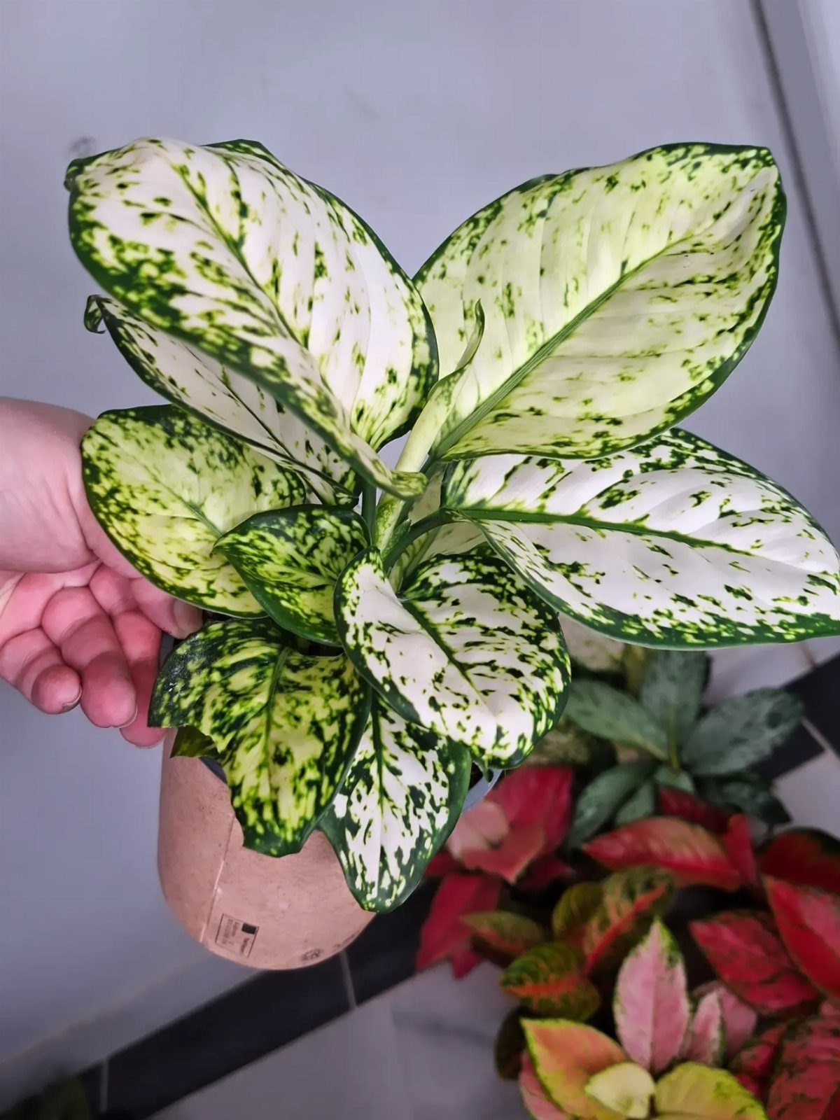 11 Low-Maintenance Plants for Rooms With No Natural Light 11 Variegated white and green plant in a brown pot held by a hand.