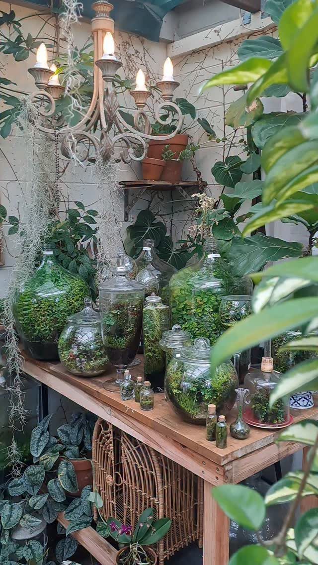 Plants in Jars: 14 Terrarium, Propagation, and Seedling Ideas 9 Glass jars and cloches filled with green plants on a wooden table.
