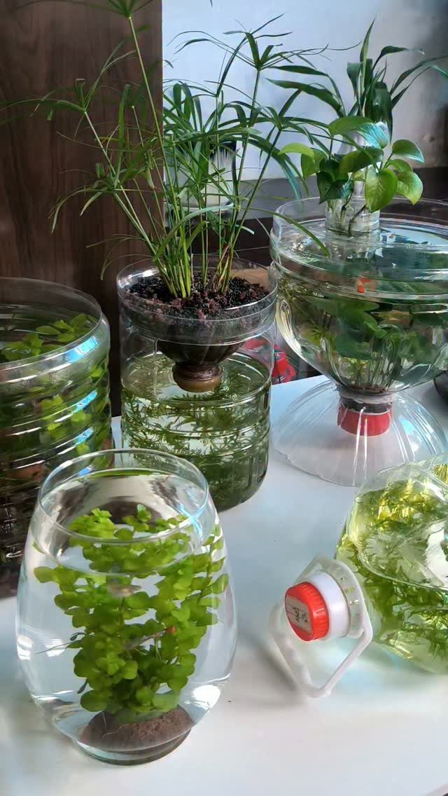 Plants in Jars: 14 Terrarium, Propagation, and Seedling Ideas 12 Various green plants growing in clear glass and plastic jars filled with water.