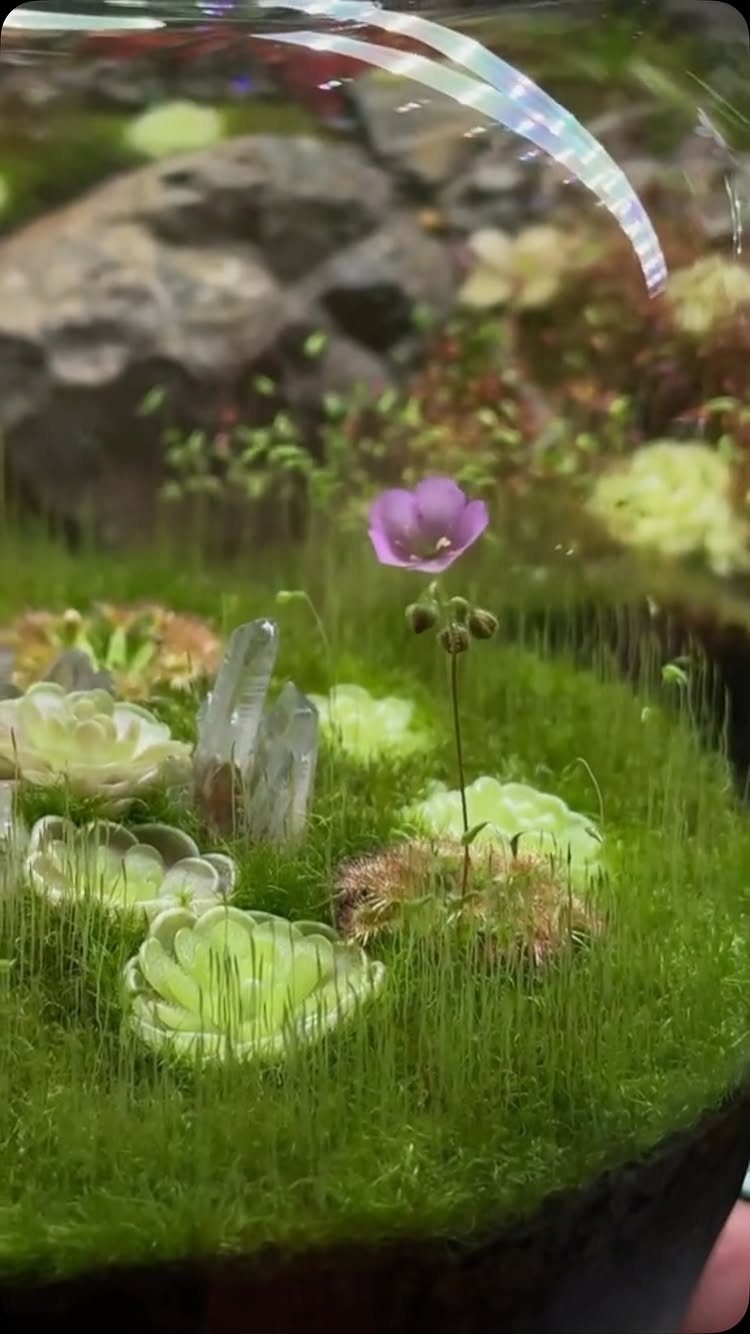 Plants in Jars: 14 Terrarium, Propagation, and Seedling Ideas 14 Small terrarium in a glass jar with moss, succulents, and a purple flower.