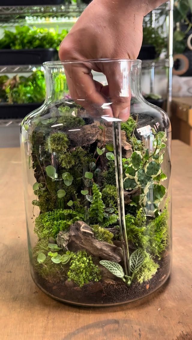 Plants in Jars: 14 Terrarium, Propagation, and Seedling Ideas 5 Hand using tweezers to plant greenery and moss inside a glass jar terrarium.