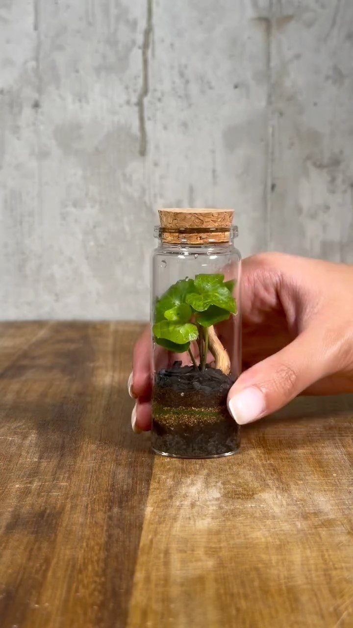 Plants in Jars: 14 Terrarium, Propagation, and Seedling Ideas 4 Small green plant growing in a corked glass jar held by a hand.