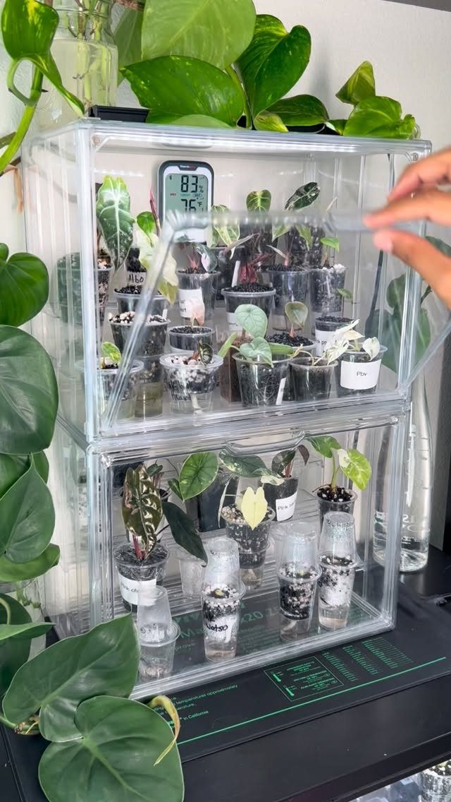 Plants in Jars: 14 Terrarium, Propagation, and Seedling Ideas 8 Small green plants in clear jars inside a two-tier acrylic propagation station.