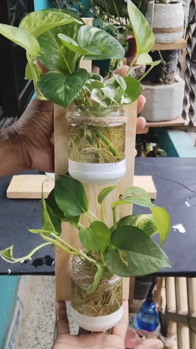 Plants in Jars: 14 Terrarium, Propagation, and Seedling Ideas 11 Pothos plants with visible roots growing in glass jars held by a wooden frame