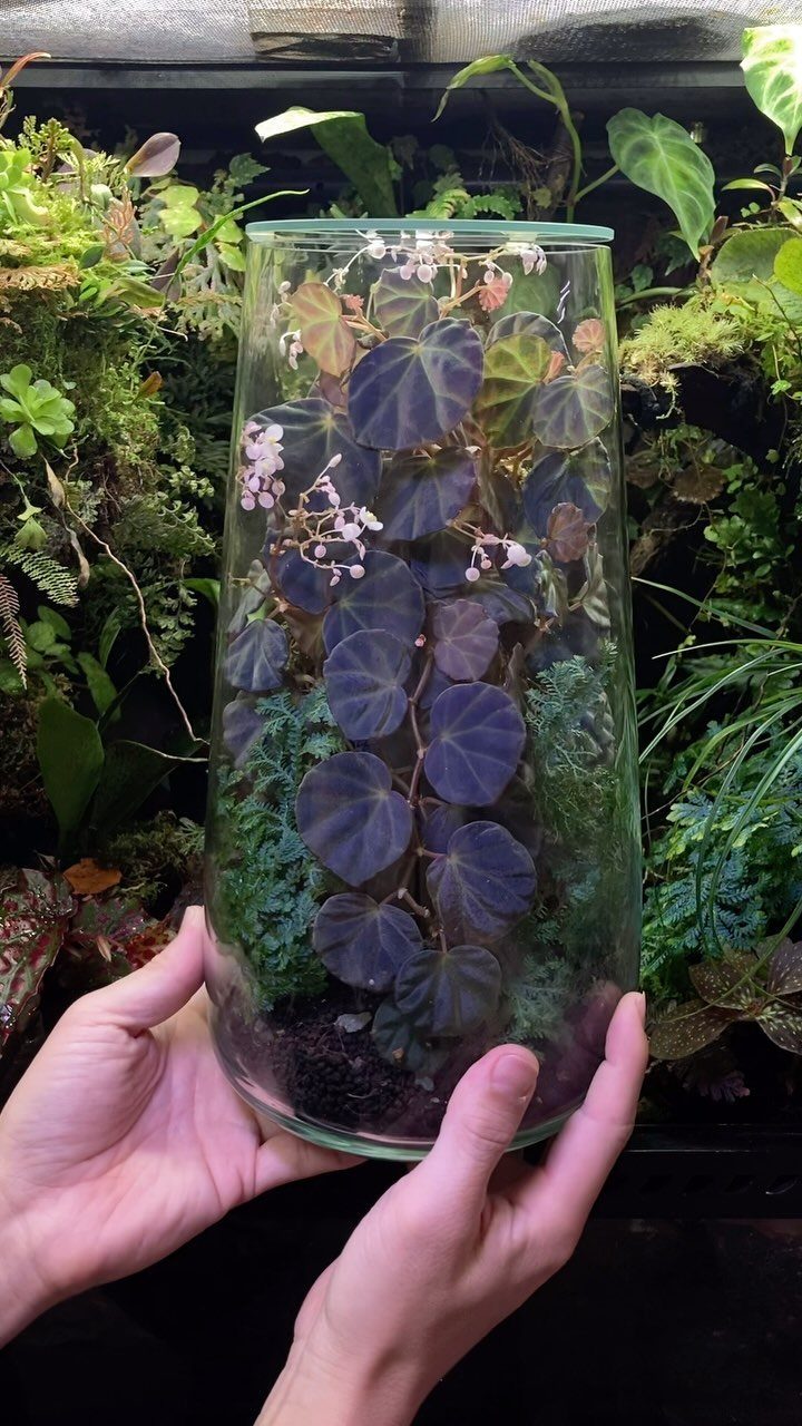 Plants in Jars: 14 Terrarium, Propagation, and Seedling Ideas 7 Hands holding a glass jar terrarium with purple leaves and small white flowers.