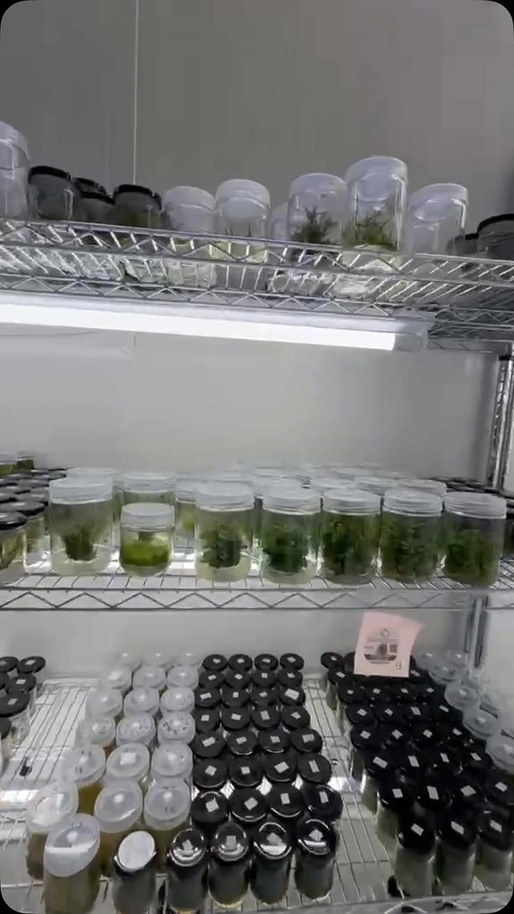 Plants in Jars: 14 Terrarium, Propagation, and Seedling Ideas 10 Small green plants growing in clear and dark jars on white wire shelves.