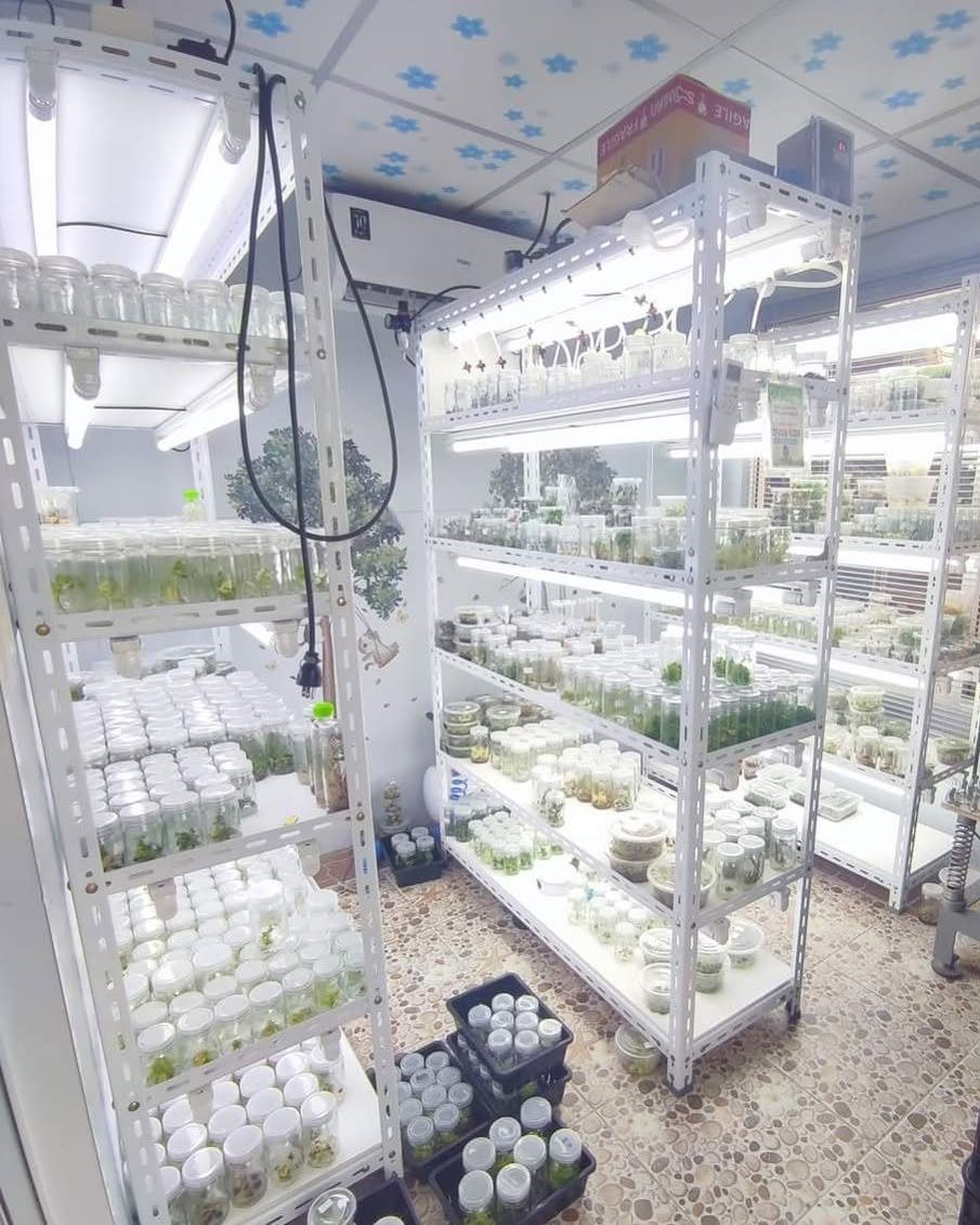 Plants in Jars: 14 Terrarium, Propagation, and Seedling Ideas 1 White metal shelves with LED lights holding many small jars of plant cultures.