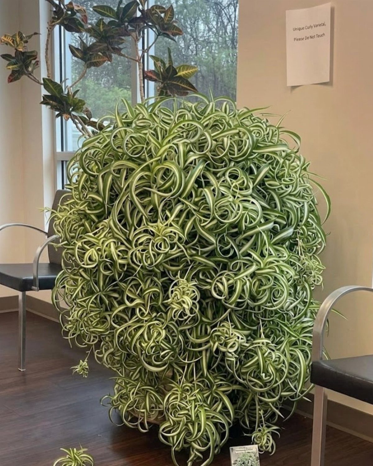 10 Best Spider Plant for Office Ideas for Your Desk (2026) 4 Large Bonnie spider plant with curly variegated leaves in an office setting.