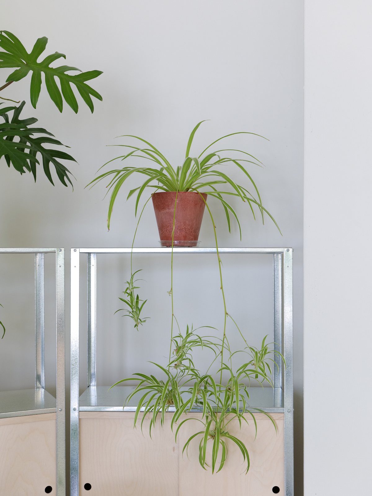 10 Best Spider Plant for Office Ideas for Your Desk (2026) 10 Spider plant in terracotta pot on a metal shelf with trailing leaves hanging down.