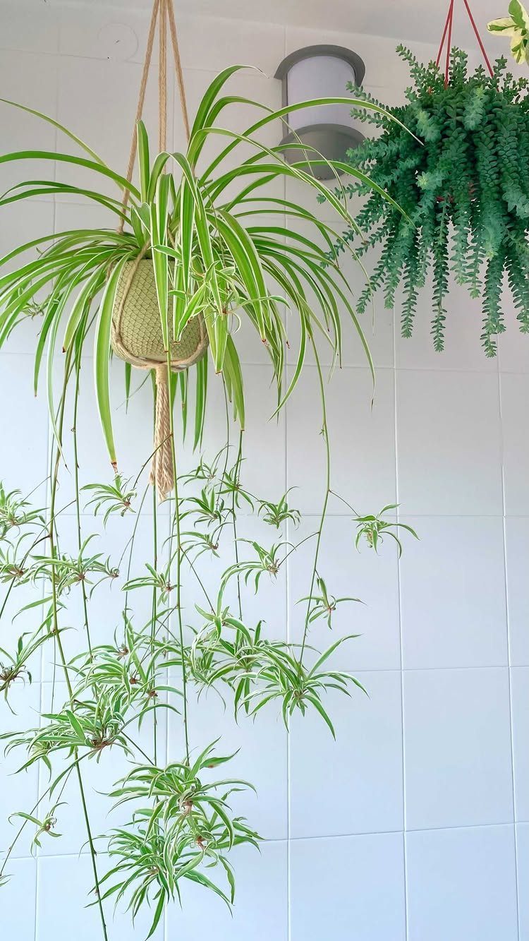 10 Best Spider Plant for Office Ideas for Your Desk (2026) 9 Variegated spider plant in a woven hanging basket cascading against a white tiled wall.