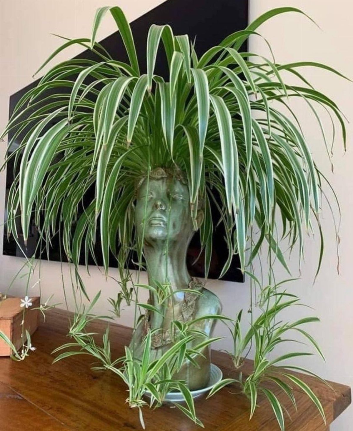 10 Best Spider Plant for Office Ideas for Your Desk (2026) 7 Spider plant growing from a classical head-shaped planter on a wooden table.