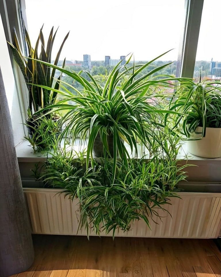 10 Best Spider Plant for Office Ideas for Your Desk (2026) 6 Spider plants and a snake plant sitting on a bright interior windowsill.