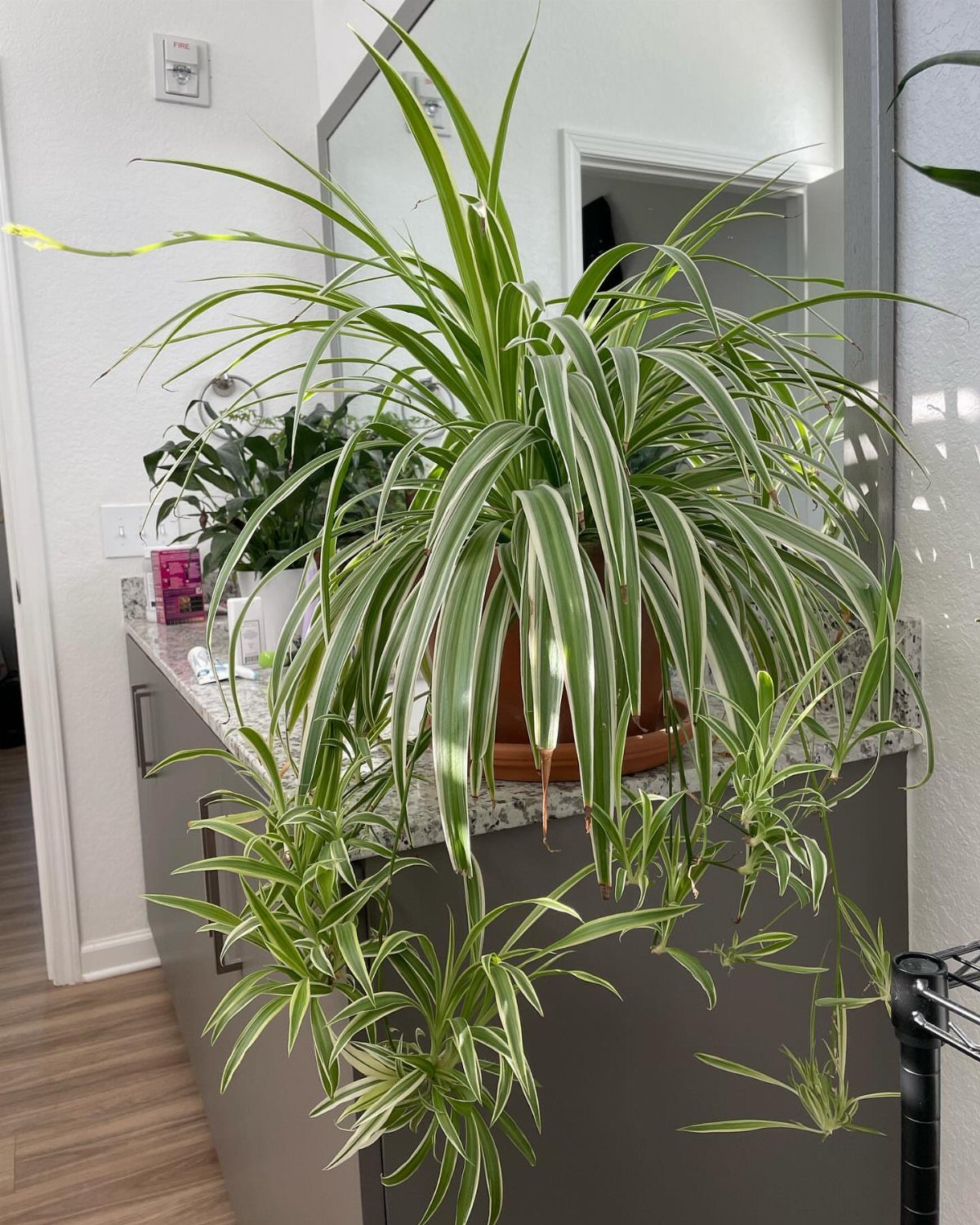 10 Best Spider Plant for Office Ideas for Your Desk (2026) 2 Variegated spider plant in a pot with small plantlets hanging from the leaves.
