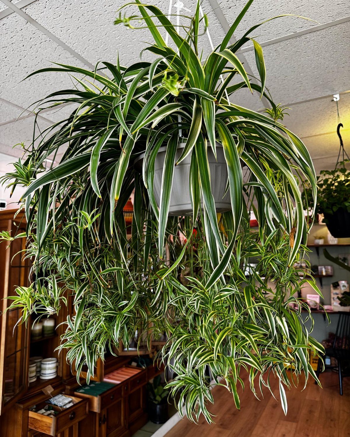 10 Best Spider Plant for Office Ideas for Your Desk (2026) 1 Large variegated spider plant with arching leaves hanging in a grey pot.