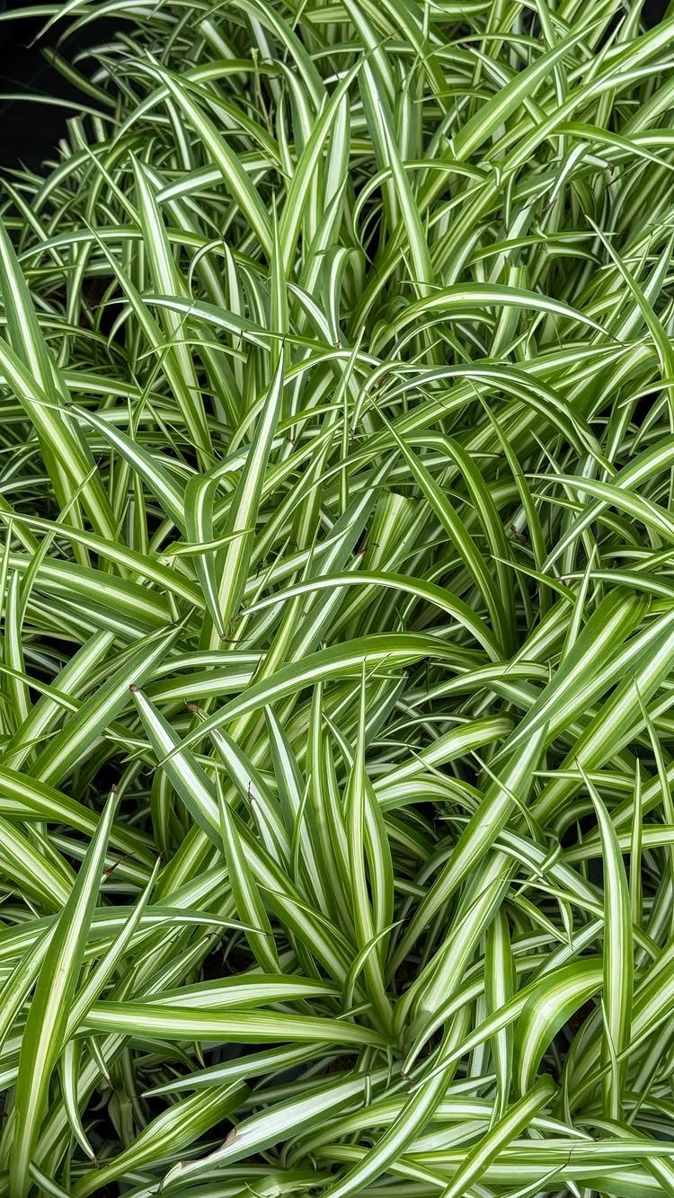 10 Best Spider Plant for Office Ideas for Your Desk (2026) 3 Variegated spider plant with long green and white striped leaves filling the frame.