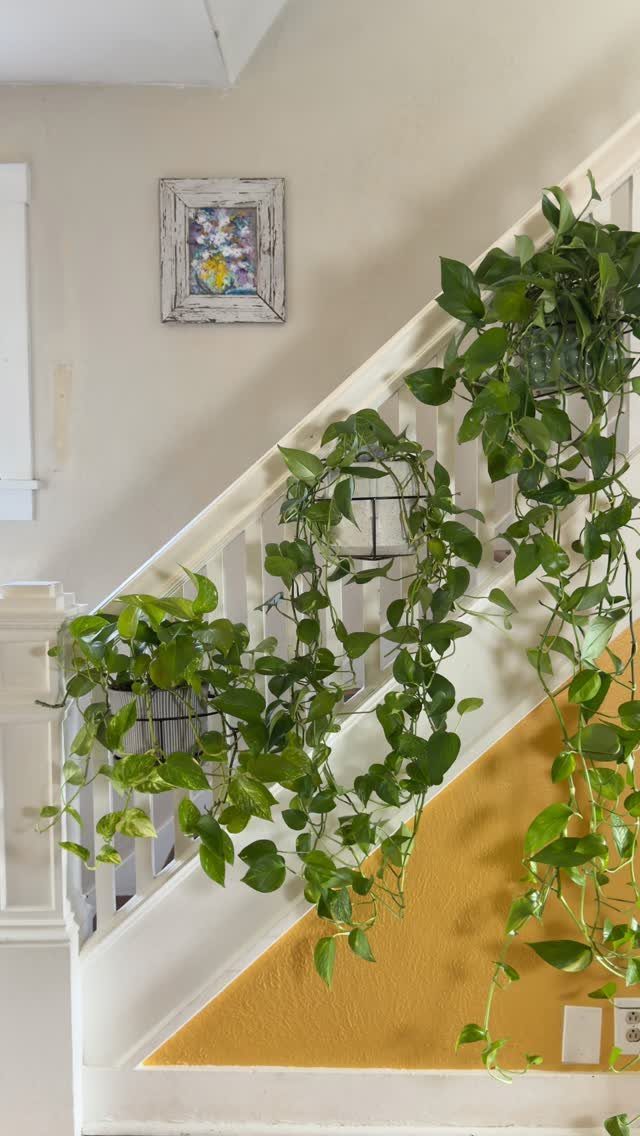Trailing green plants hanging from a white stair railing against a yellow wall.